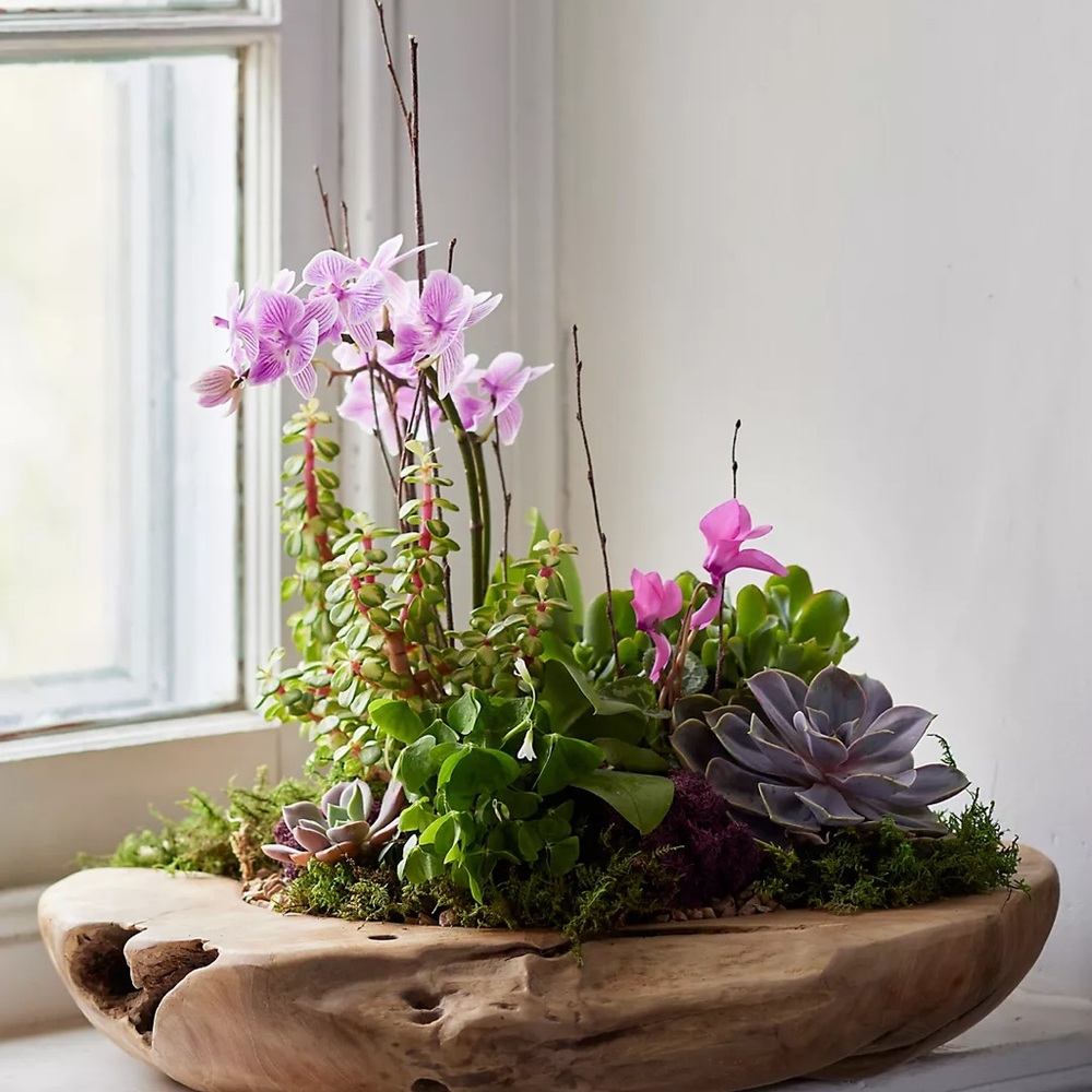 New🌟Anthropologie-Teak Root Round Bowl Planter,